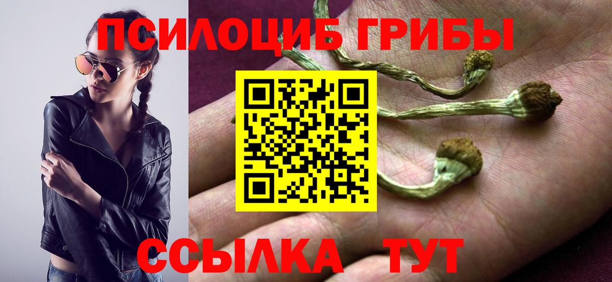 Псилоцибиновые грибы Psilocybe Долгопрудный